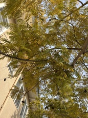 Koelreuteria bipinnata