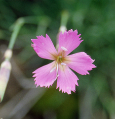 Dianthus