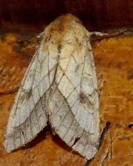 Pyrrhia umbra