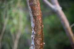 Bursera simaruba