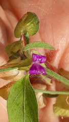Dicliptera peduncularis