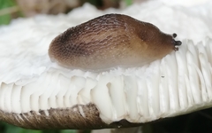 Limax cinereoniger