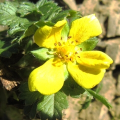Potentilla verna