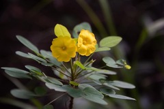 Oxalis frutescens