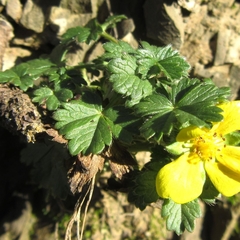Potentilla verna
