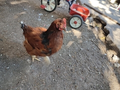 Gallus gallus domesticus