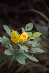 Oxalis frutescens