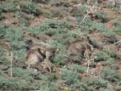 Sus scrofa