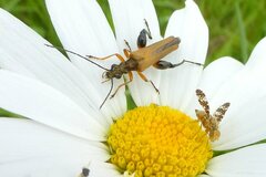 Oxyna flavipennis
