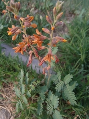 Hoffmannseggia glauca