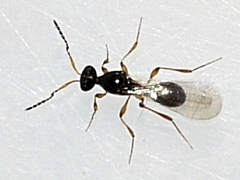 Leptacis