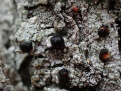 Mycoblastus sanguinarius