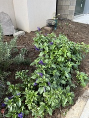 Scutellaria tuberosa