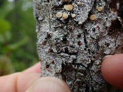 Mycoblastus sanguinarius