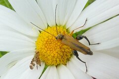Oxyna flavipennis