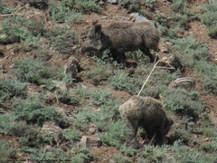 Sus scrofa