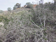 Comarostaphylis diversifolia diversifolia