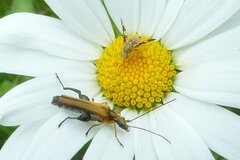 Oxyna flavipennis