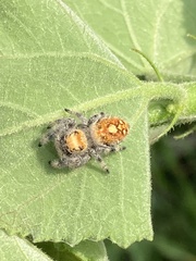 Phidippus regius