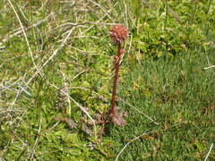 Acaena saccaticupula