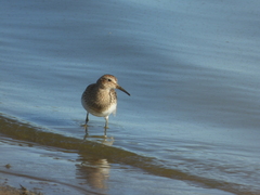Calidris melanotos