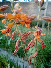 Hoffmannseggia glauca