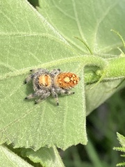 Phidippus regius