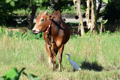 Bubulcus ibis coromandus