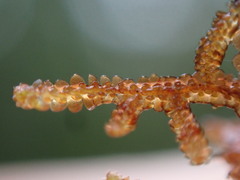 Frullania nisquallensis