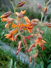 Hoffmannseggia glauca