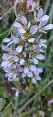 Francoa appendiculata