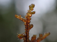 Frullania nisquallensis