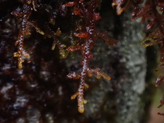 Frullania nisquallensis