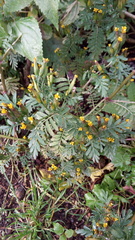 Tagetes foetidissima