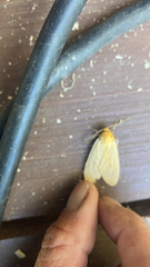 Pareuchaetes insulata