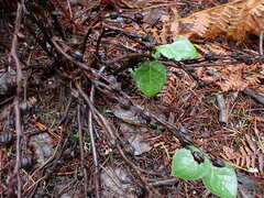 Monotropa hypopitys