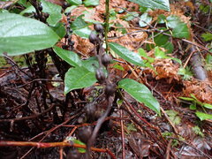 Monotropa hypopitys