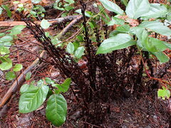 Monotropa hypopitys