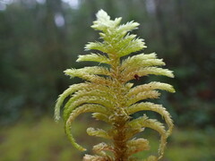 Homalothecium megaptilum