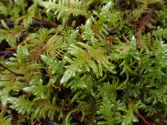 Homalothecium megaptilum