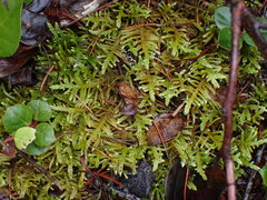 Homalothecium megaptilum