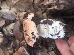 Amanita velosa