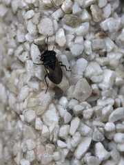 Geocoris megacephalus