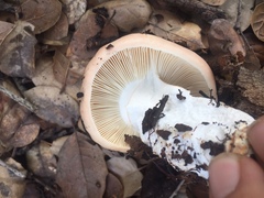 Amanita velosa