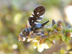 Aciura coryli