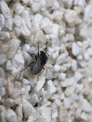 Geocoris megacephalus