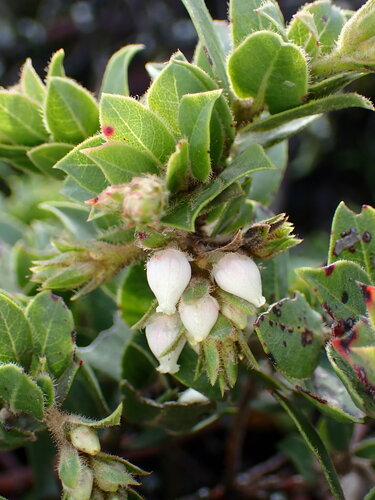 Image of Arctostaphylos imbricata by (c) Cricket Raspet, some rights reserved (CC BY)
