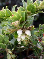 Arctostaphylos imbricata