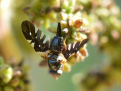 Aciura coryli
