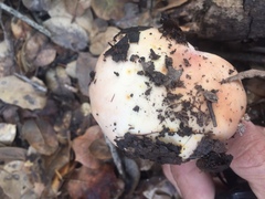 Amanita velosa